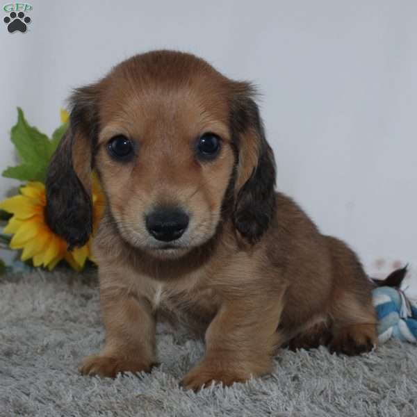 Odell, Dachshund Puppy